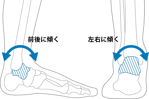 距骨の動きの図