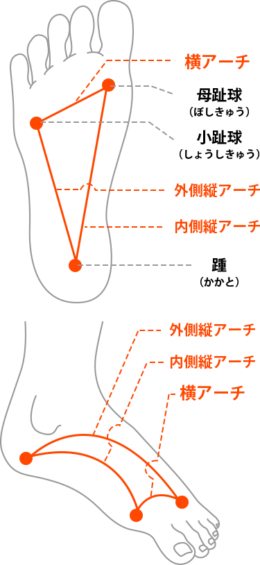 アーチと足の関係の図