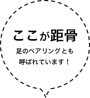 ここが距骨