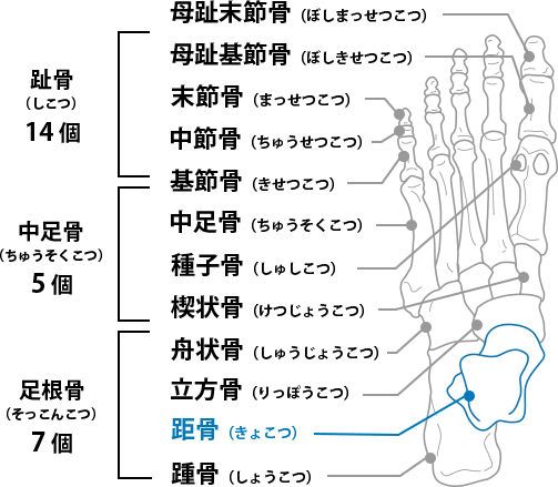 足の骨の図