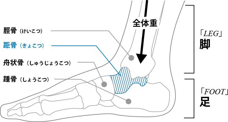 横から見た足の骨と体重の図